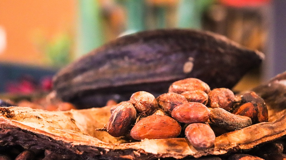 Fève de cacao cru