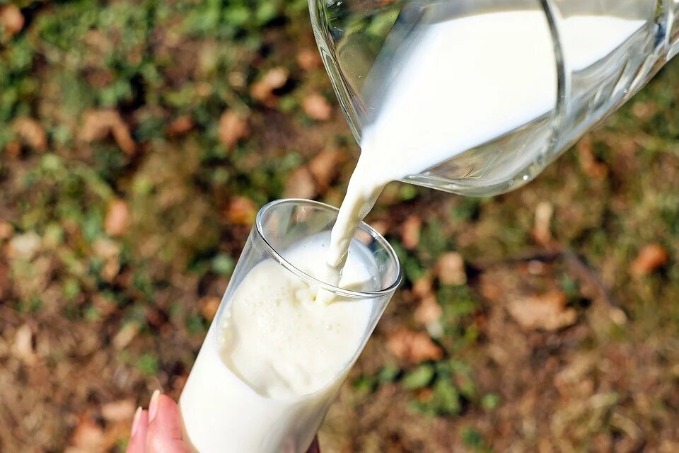 Les produits laitiers : hormones, antibiotiques, colles, caséine & lactose.