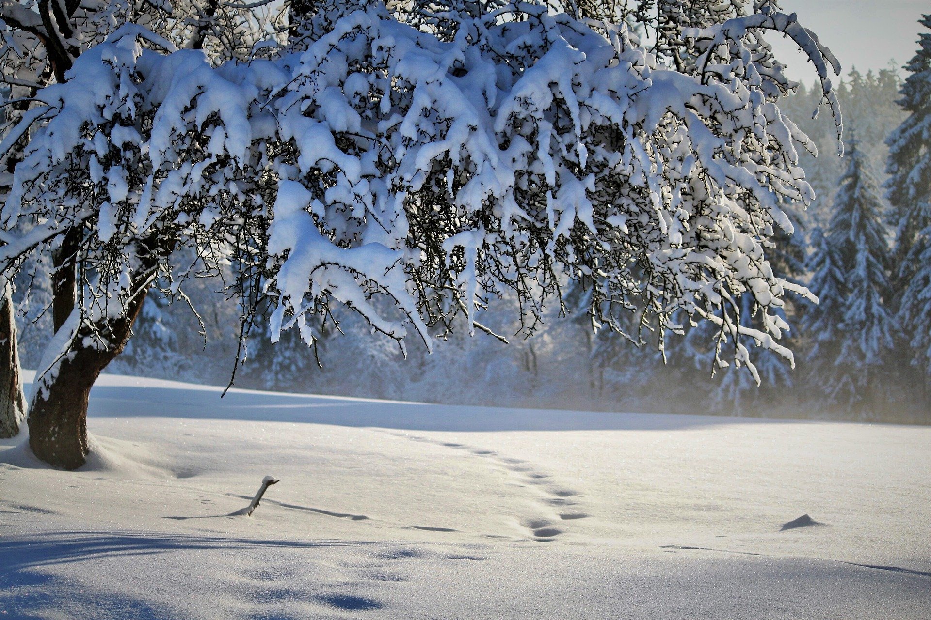 Déprime hivernale & naturopathie